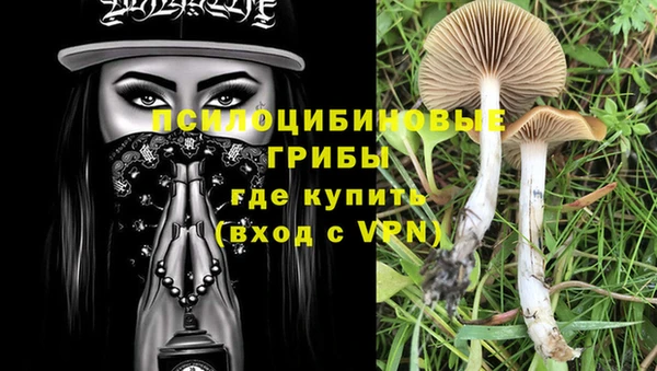 PSILOCYBIN Сосновый Бор