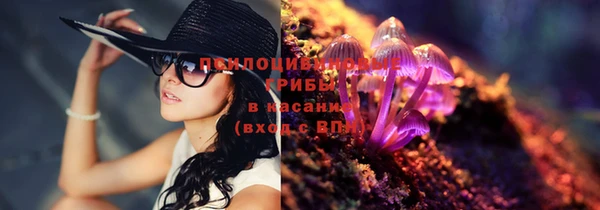 PSILOCYBIN Сосновый Бор