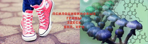 PSILOCYBIN Сосновый Бор